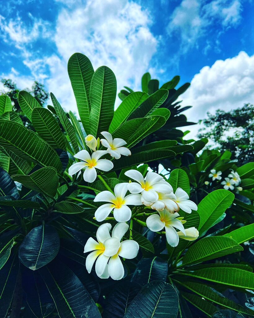 white-frangipani
